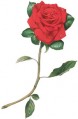 anniversary greeting cards