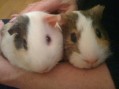 buddy and pal